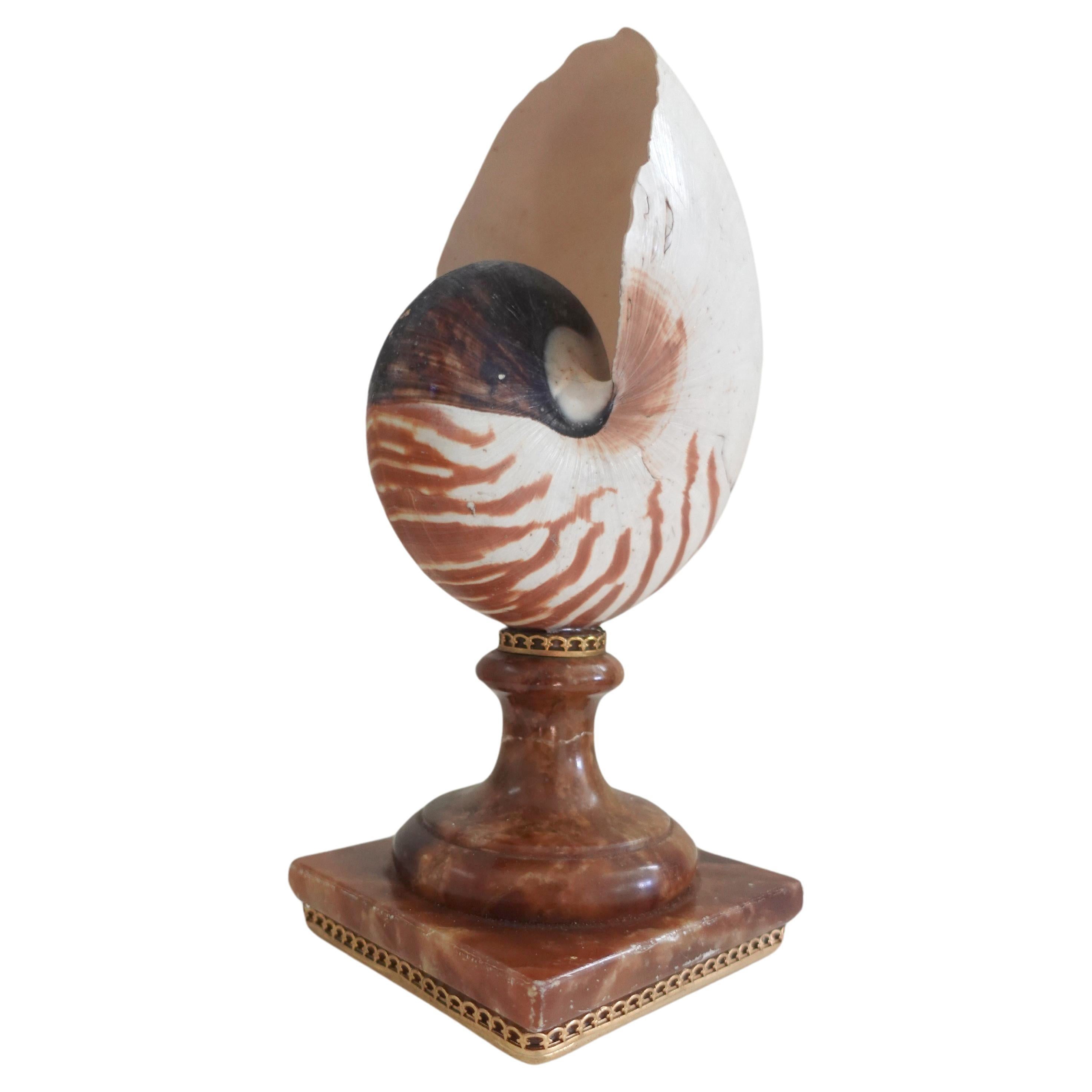 Antique-Nautilus-Pompilius-Natural-History-Curiosity-Cabinet