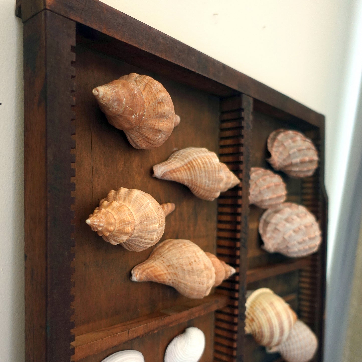 Curated shadow box curiosity display exotic shell collection for a wonder cabinet or wall