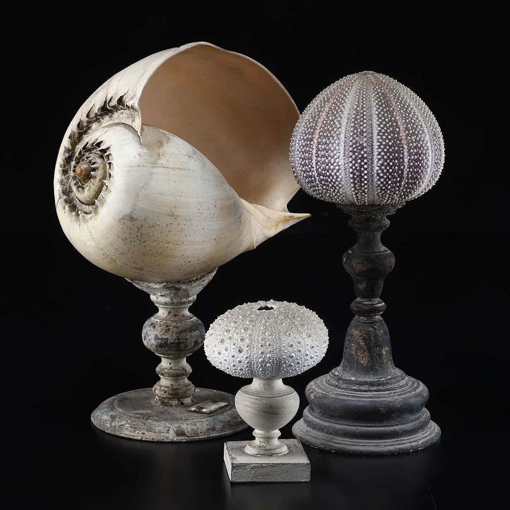 Curated antique shell collection on 1st Dibs