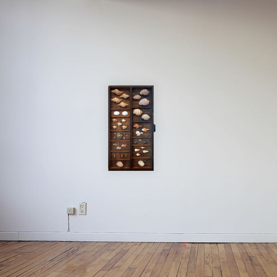 Curated shadow box curiosity display exotic shell collection for a wonder cabinet or wall