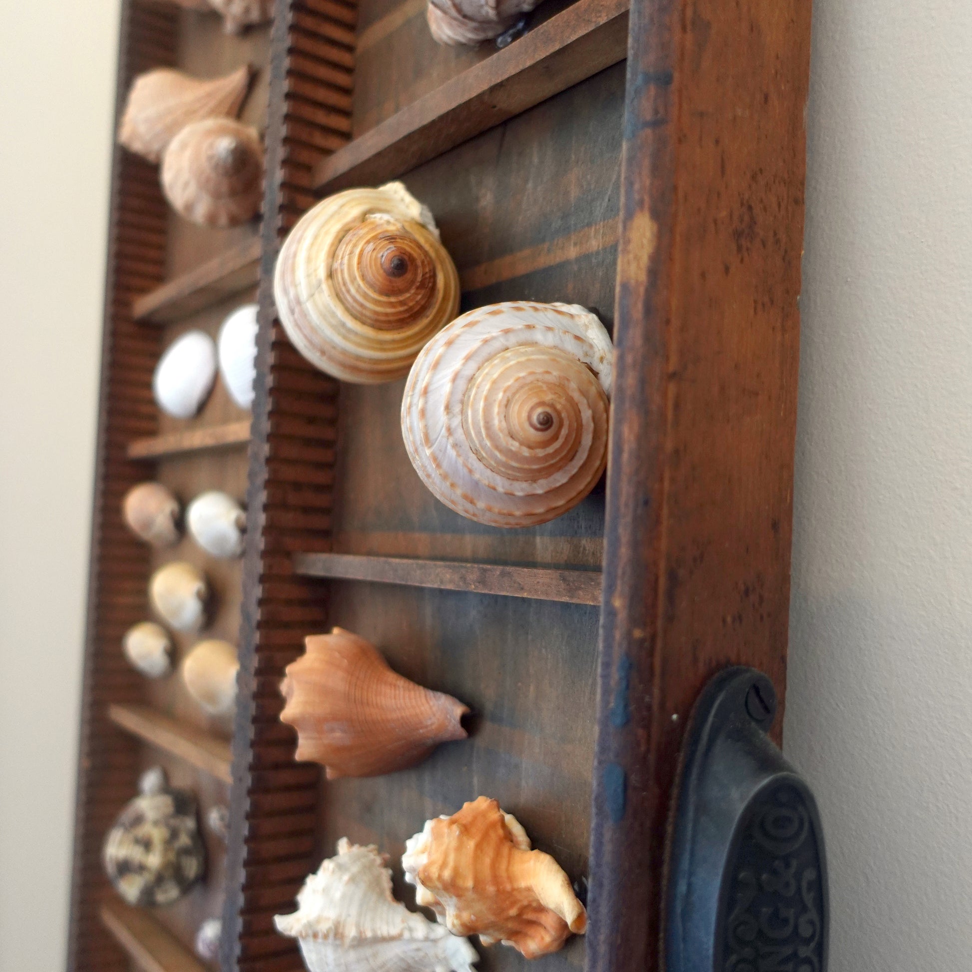 Curated shadow box curiosity display exotic shell collection for a wonder cabinet or wall