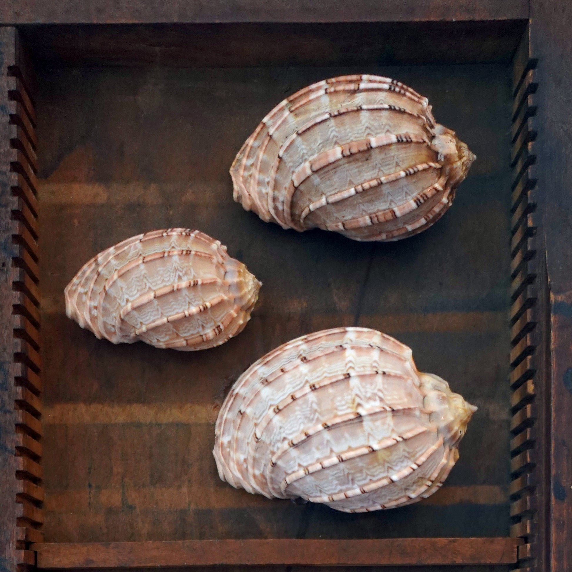 Curated shadow box curiosity display exotic shell collection for a wonder cabinet or wall