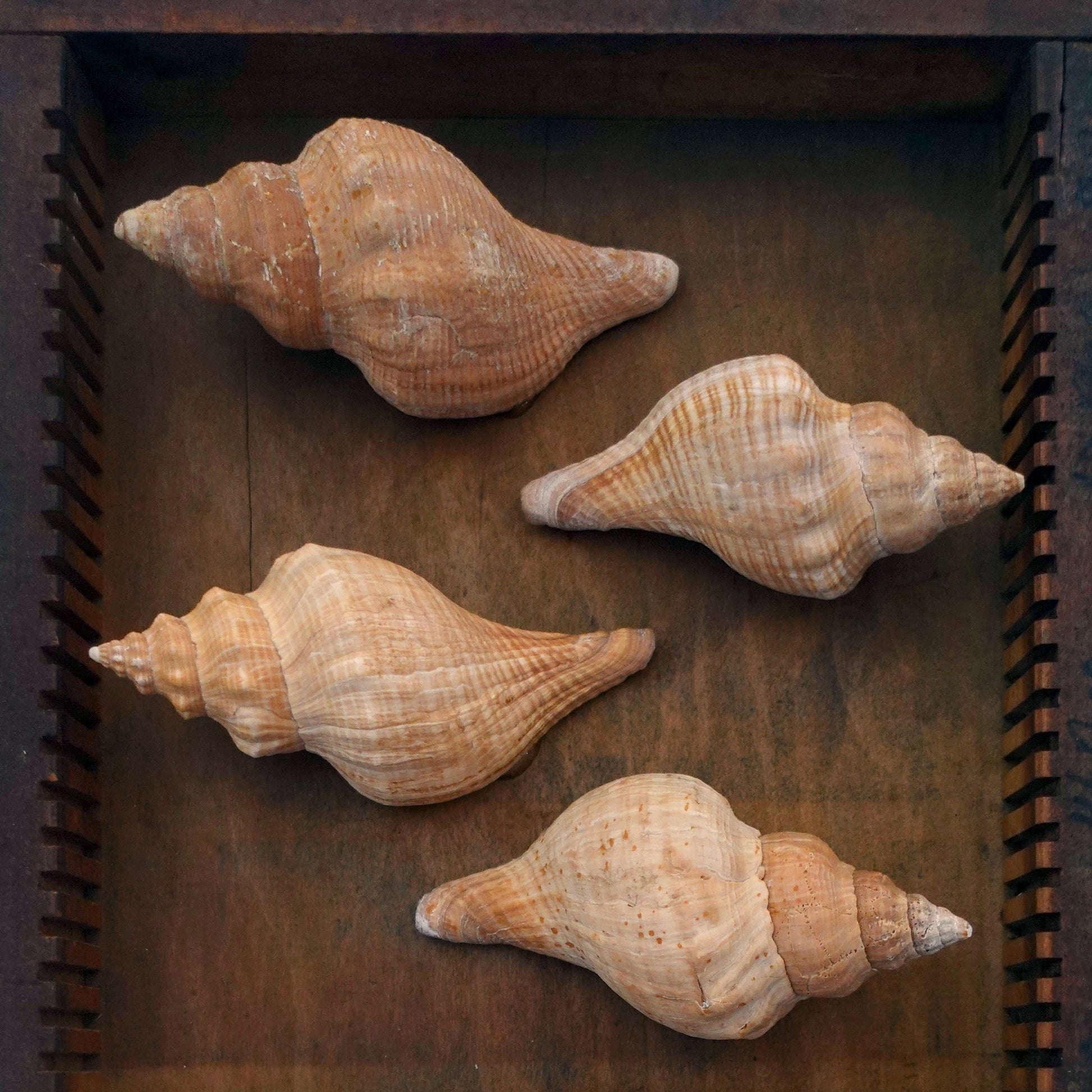 Curated shadow box curiosity display exotic shell collection for a wonder cabinet or wall