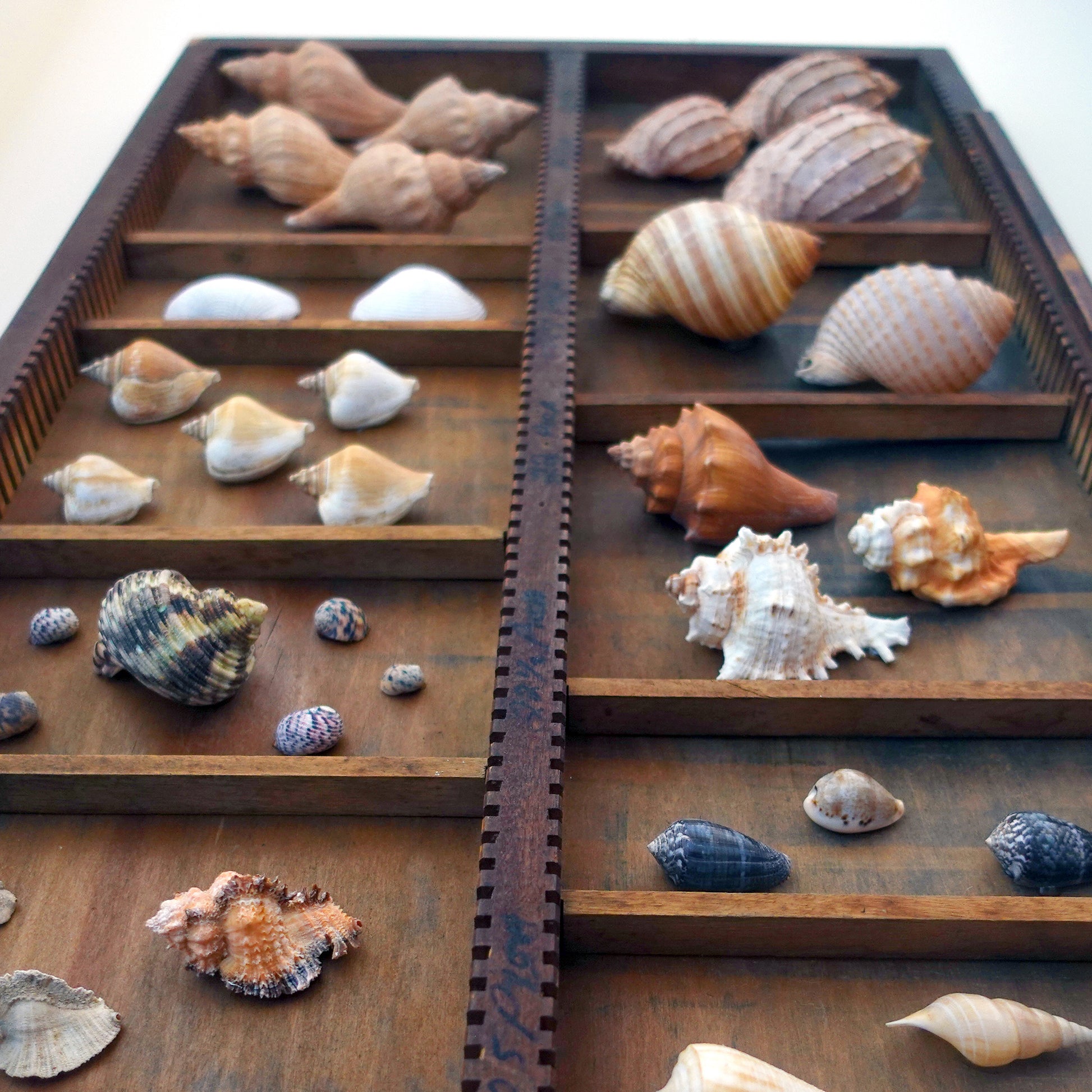 Curated shadow box curiosity display exotic shell collection for a wonder cabinet or wall